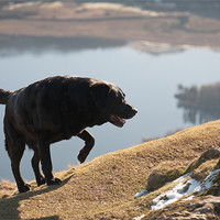 Buy canvas prints of Made it - Black Labrador by Simon Wrigglesworth
