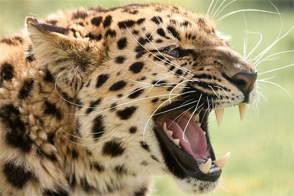 Laughing Leopard -Amur Leopard Picture Board by Simon Wrigglesworth