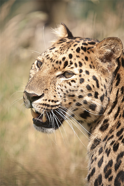 Amur Leopard in the sun Picture Board by Simon Wrigglesworth