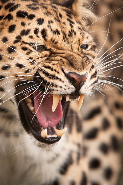 The Snarler - Amur Leopard Picture Board by Simon Wrigglesworth