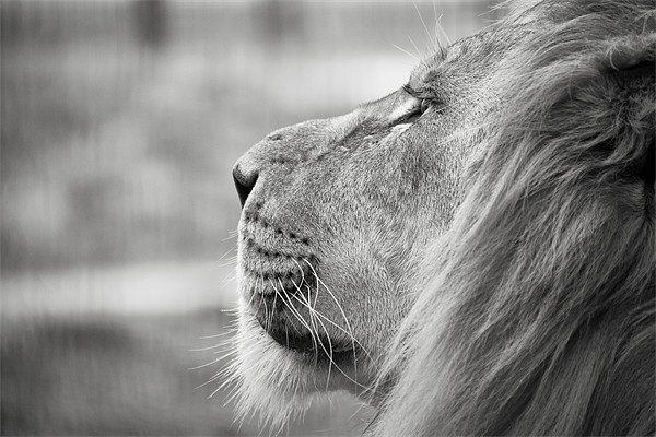 Leo - Lion Profile Picture Board by Simon Wrigglesworth
