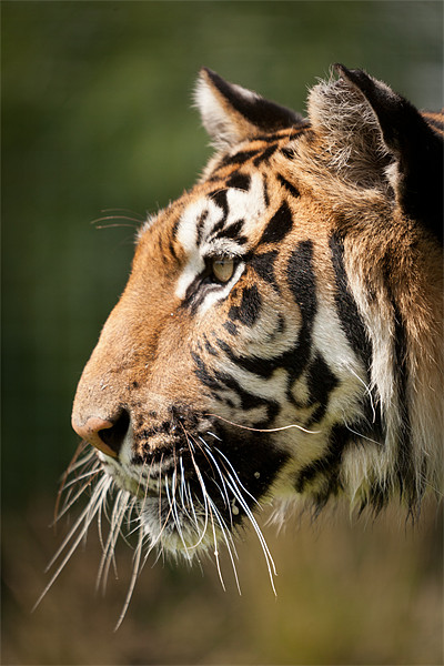 Focused - Tiger Portrait Picture Board by Simon Wrigglesworth