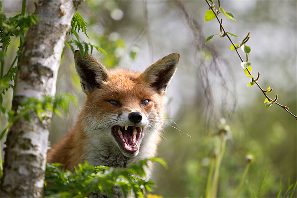 Angry like a fox Picture Board by Simon Wrigglesworth