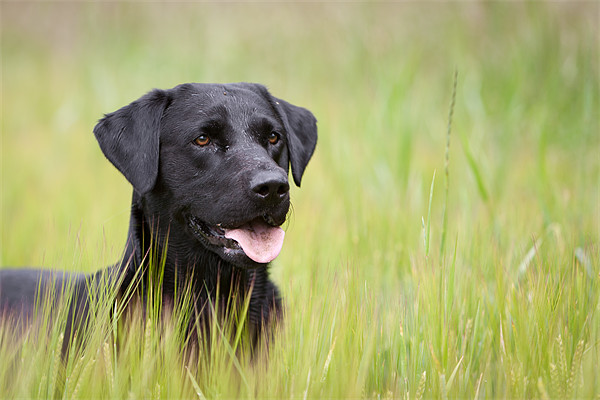 Working Dog - Black Labrador Picture Board by Simon Wrigglesworth