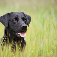 Buy canvas prints of Working Dog - Black Labrador by Simon Wrigglesworth