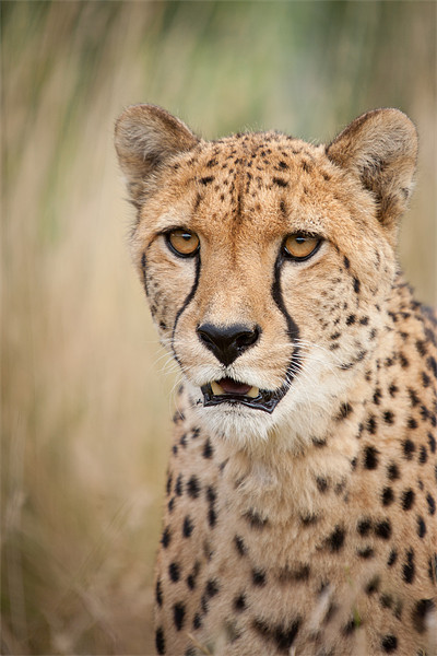 Don't want to - Cheetah Picture Board by Simon Wrigglesworth