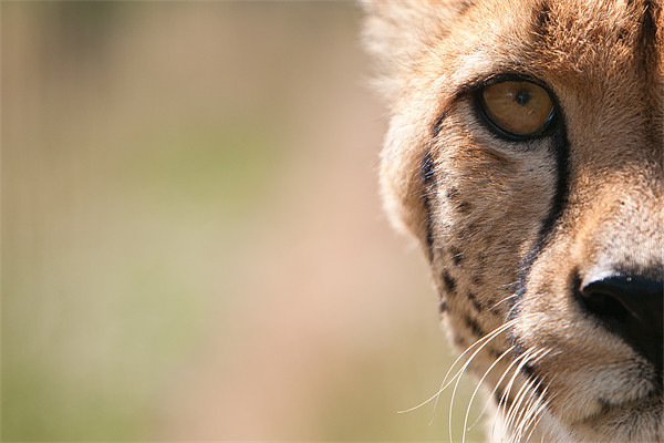 Peekaboo - Cheetah Picture Board by Simon Wrigglesworth