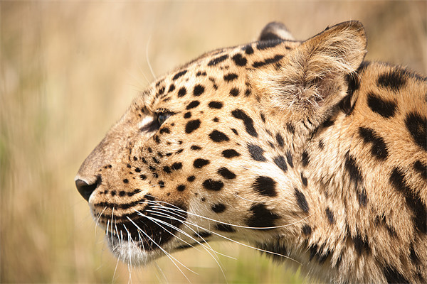 On your Marks -Amur Leopard Picture Board by Simon Wrigglesworth