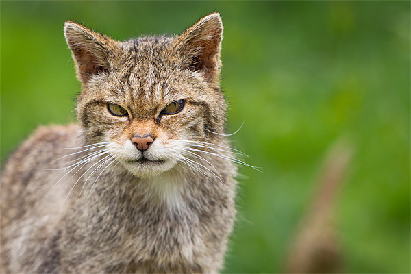 Miffed - Scottish Wildcat Picture Board by Simon Wrigglesworth