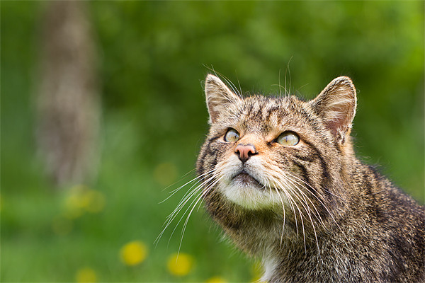 Into the light - Scottish Wildcat Picture Board by Simon Wrigglesworth