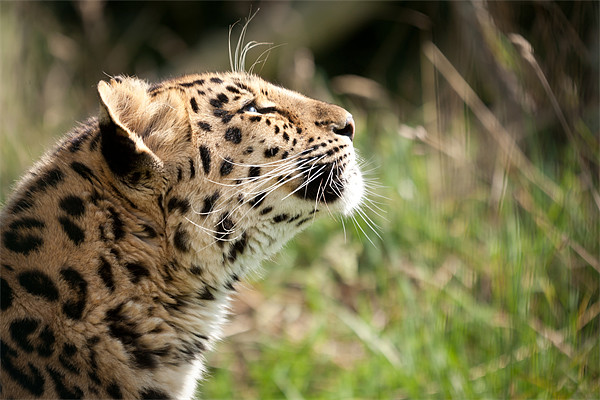 Suncatcher - Amur leopard Picture Board by Simon Wrigglesworth