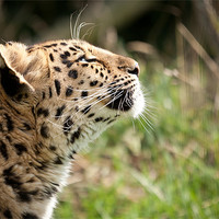 Buy canvas prints of Suncatcher - Amur leopard by Simon Wrigglesworth