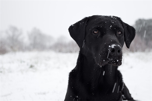 Snow Business - Black Labrador Picture Board by Simon Wrigglesworth