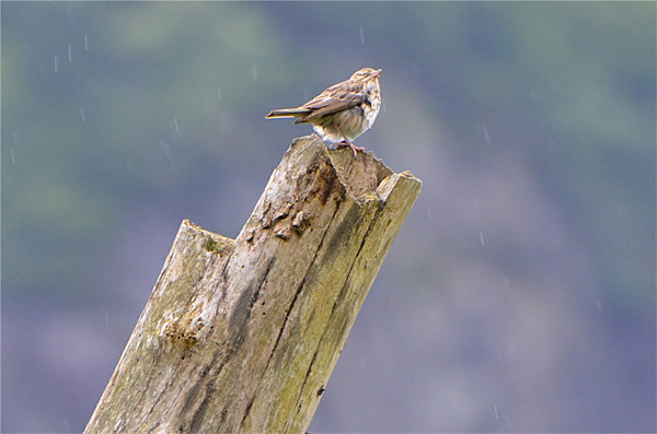 Spotted Flycatcher in the Rain Picture Board by Paul Leviston