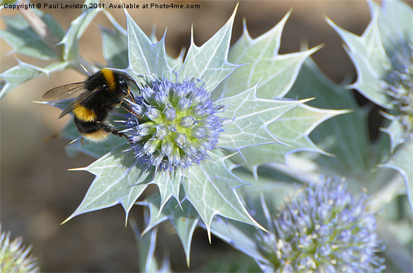 Bee And The Sea Holly Picture Board by Paul Leviston