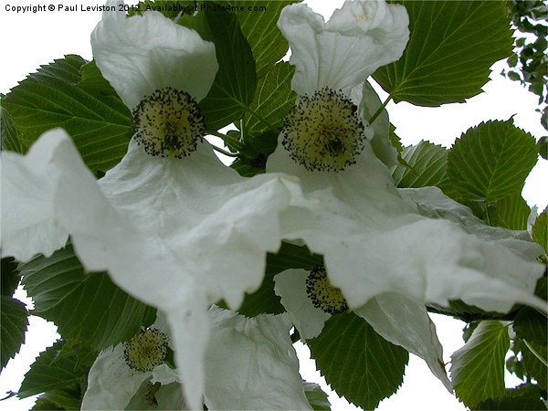 Handkerchief Tree Flower Picture Board by Paul Leviston