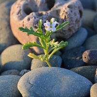 Buy canvas prints of Lone Flower on the Beach by Paul Leviston