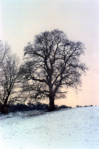 Winter Trees Picture Board by Paul Leviston