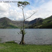 Buy canvas prints of Buttermere Lone Tree by Paul Leviston