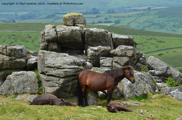 Dartmoor Pony's  Picture Board by Paul Leviston