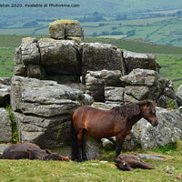 Buy canvas prints of Dartmoor Pony's  by Paul Leviston