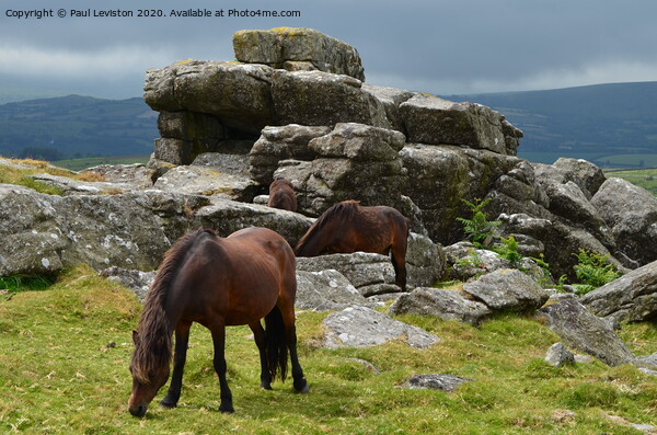 Dartmoor Pony's at Rippon Tor Picture Board by Paul Leviston