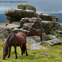 Buy canvas prints of Dartmoor Pony's at Rippon Tor by Paul Leviston