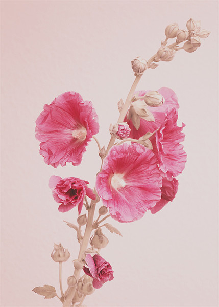 Hollyhock Picture Board by Will Black