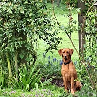 Buy canvas prints of fox red lab by Will Black