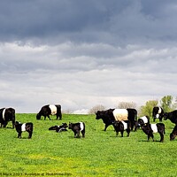 Buy canvas prints of Belted Galloway  by Will Black