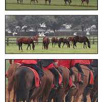 Buy canvas prints of Equine trilogy by Will Black