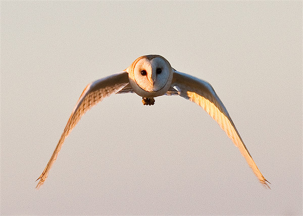 Owl in flight Picture Board by Will Black