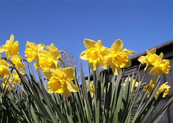 Yellow daffs, Blue Sky Picture Board by Will Black