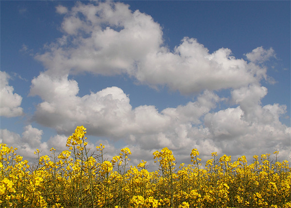 Oil seed Rape, Canola Picture Board by Will Black