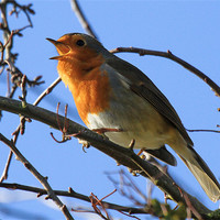 Buy canvas prints of Vocal Robin by Will Black