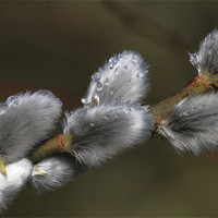 Buy canvas prints of Pussy Willow by Will Black