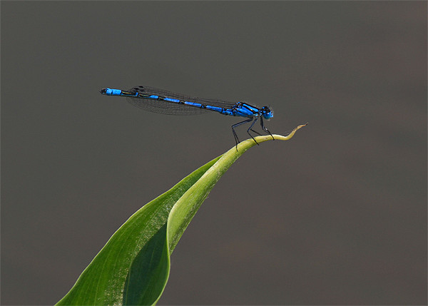 Damselfly Picture Board by Will Black