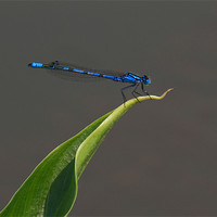 Buy canvas prints of Damselfly by Will Black