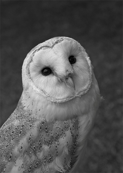 Barn Owl Picture Board by Will Black