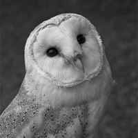 Buy canvas prints of Barn Owl by Will Black