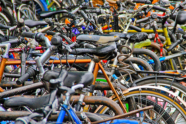 Bicycles galore Picture Board by Will Black
