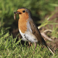 Buy canvas prints of  Happy Robin by Will Black