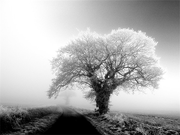 misty black and white tree in the fog Picture Board by Will Black