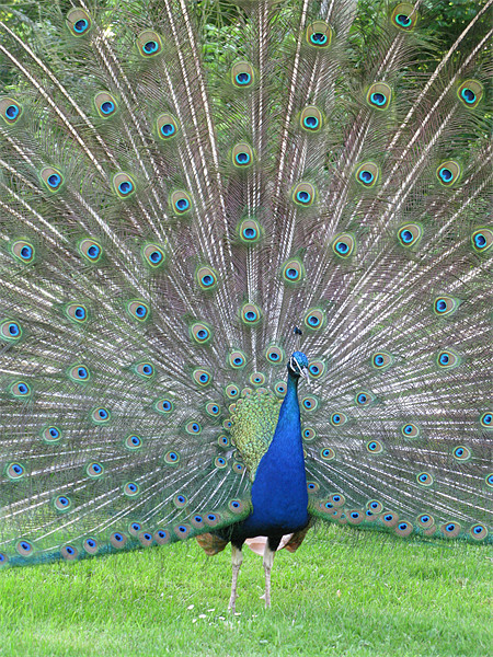 Peacock Picture Board by Will Black