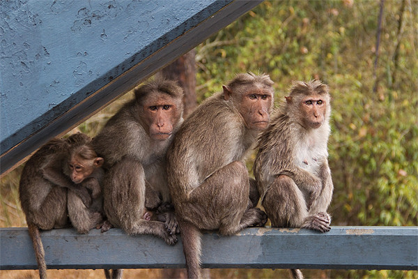 Monkeys Picture Board by Will Black