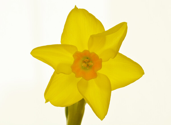 Radiant Daffodil Bloom Picture Board by graham young