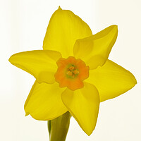 Buy canvas prints of Radiant Daffodil Bloom by graham young