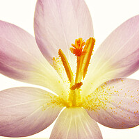 Buy canvas prints of Crocus Close Up by graham young