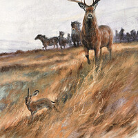 Buy canvas prints of Majestic Exmoor Wildlife by graham young