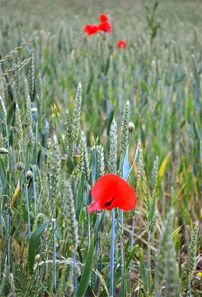 Poppies in the Ripening wheat Picture Board by graham young